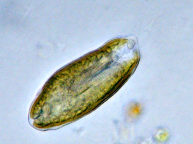 Limnic and other from Germany Anthophysis vegetans